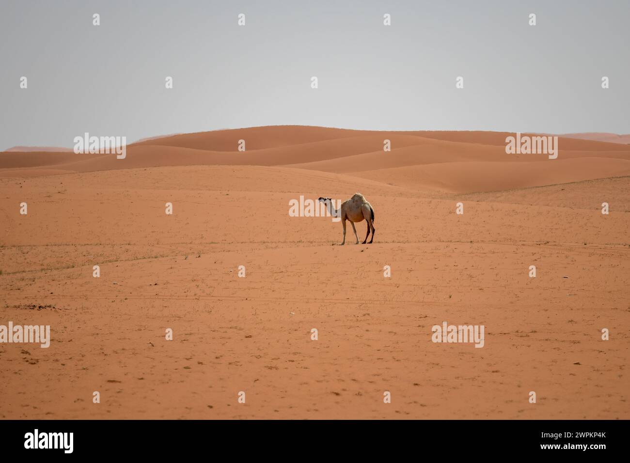 Cammello in manna rossa del deserto di Riyad in Arabia Saudita Foto Stock