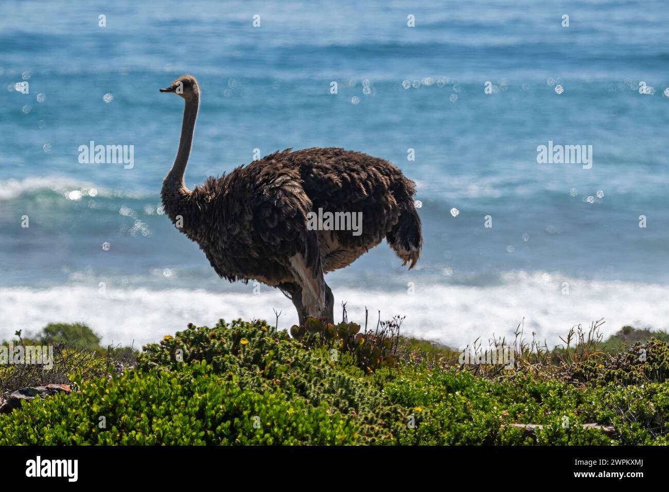 Struzzo nella riserva naturale del Capo di buona speranza, città del Capo, Penisola del Capo, Sudafrica, Africa Foto Stock