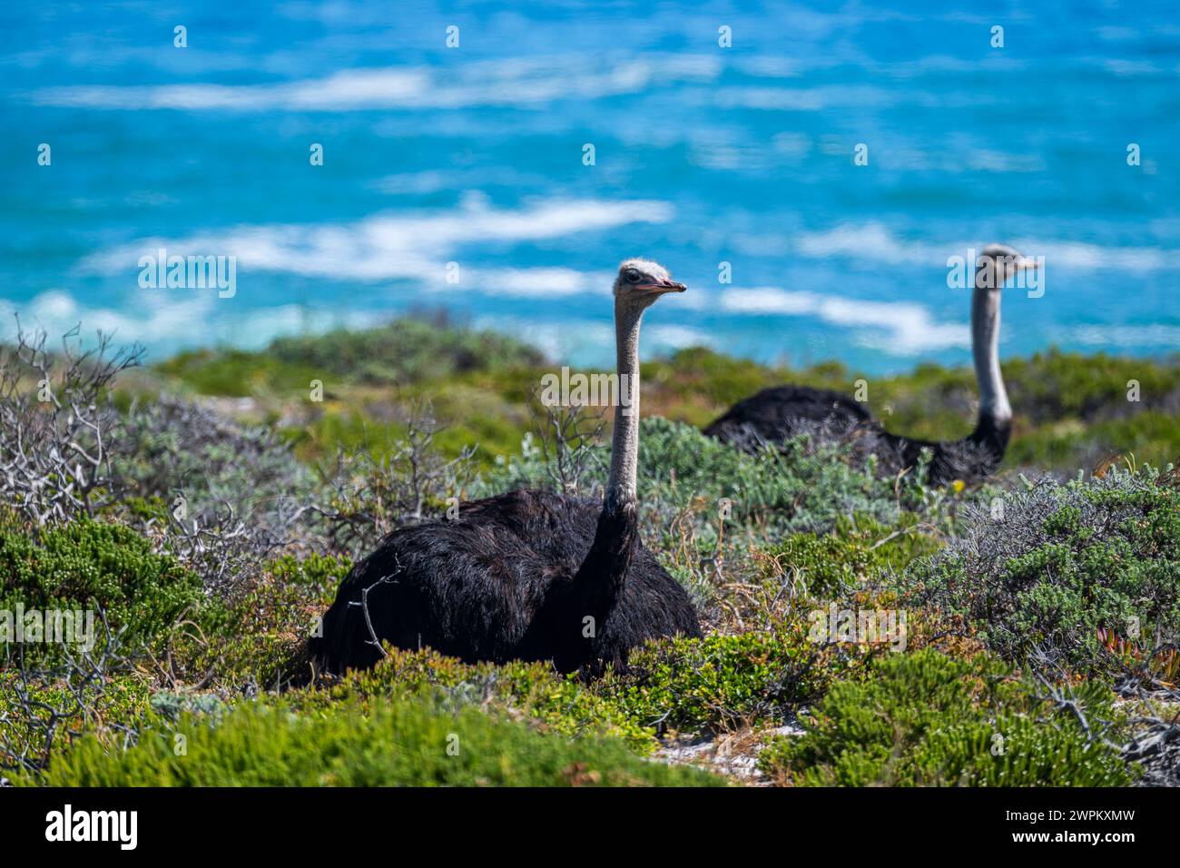 Struzzo nella riserva naturale del Capo di buona speranza, città del Capo, Penisola del Capo, Sudafrica, Africa Foto Stock