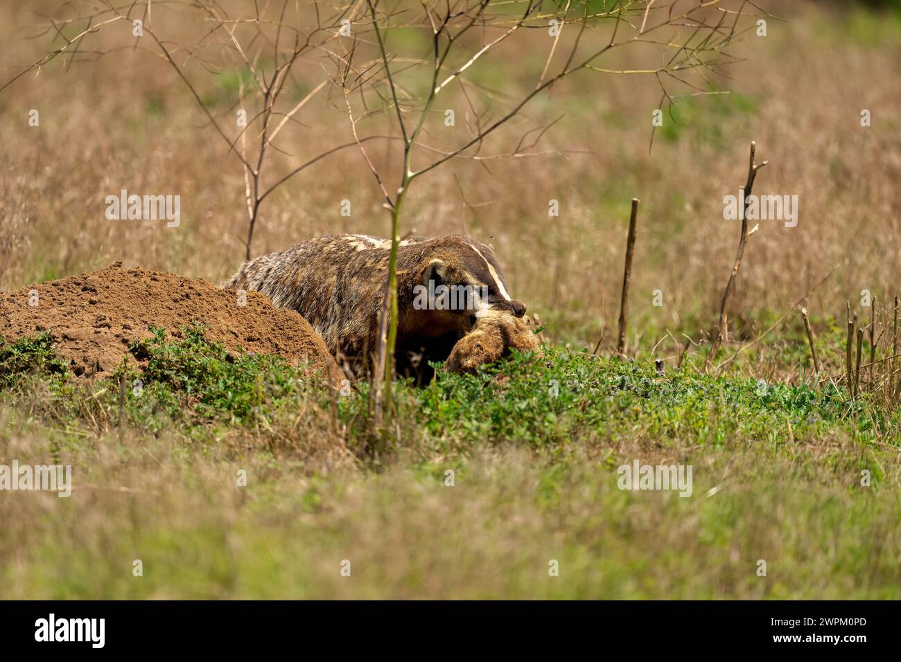 Un Badger (Taxidea taxus) che consuma un cane Prairie, Colorado, Stati Uniti d'America, Nord America Foto Stock