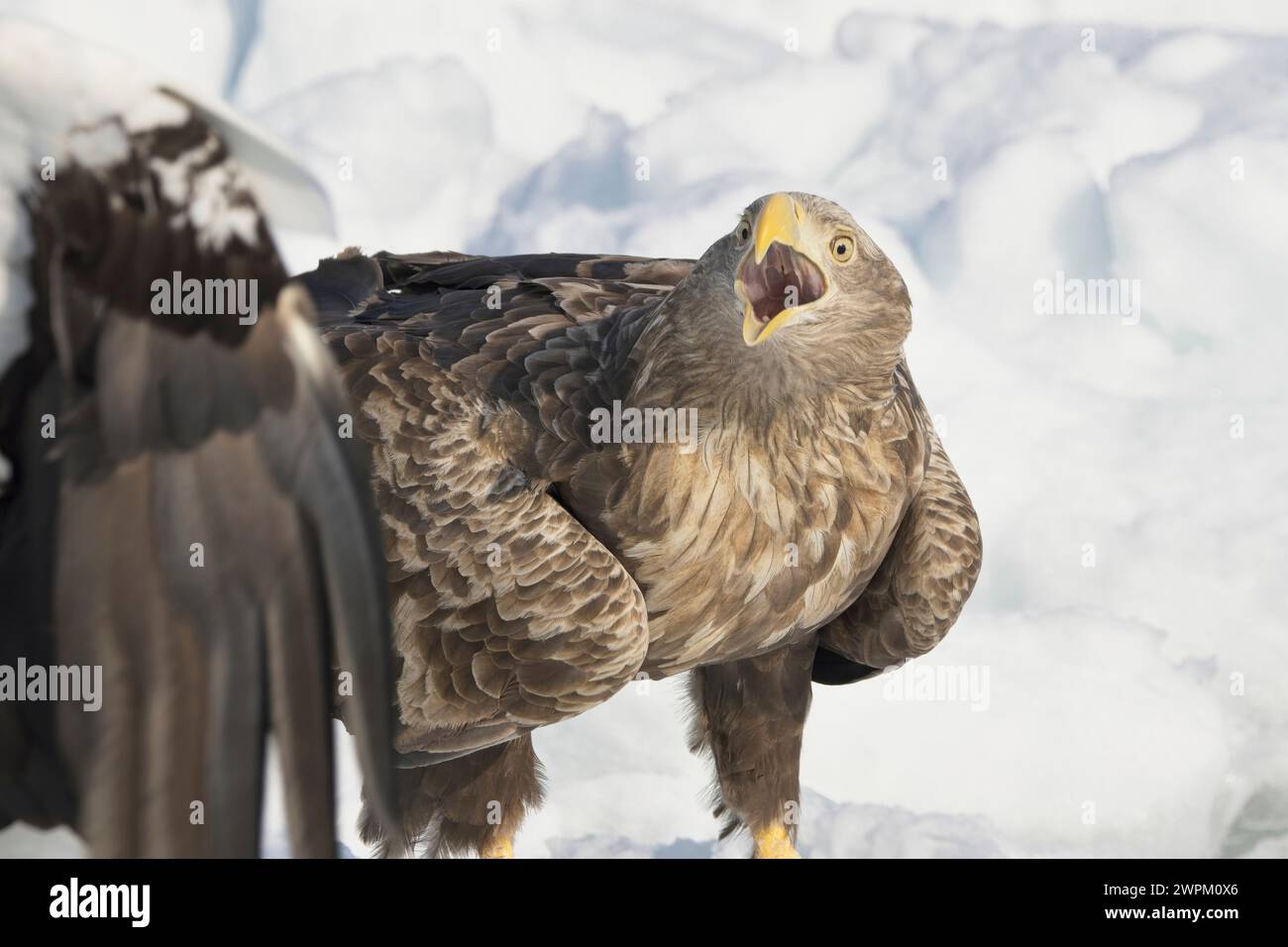 Un'aquila dalla coda bianca adulta (Haliaeetus albicilla) minacciata sul ghiaccio marino al largo di Rausu, Hokkaido, Giappone Foto Stock