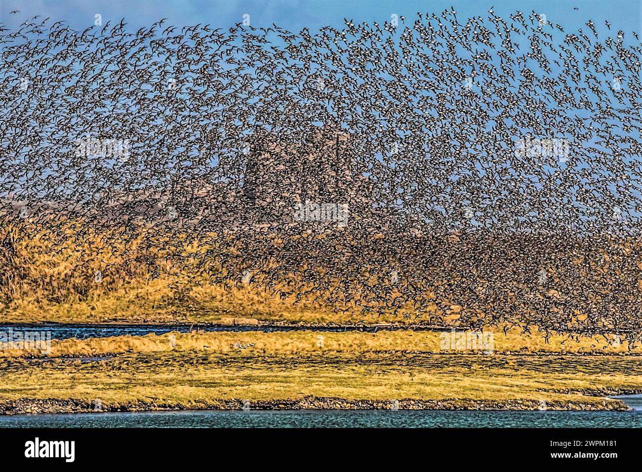 Stormo di Oystercatchers, riserva naturale di South Walney, che blocca il lontano Piel Castle, appena visibile su Piel Island, costa della Cumbria Foto Stock