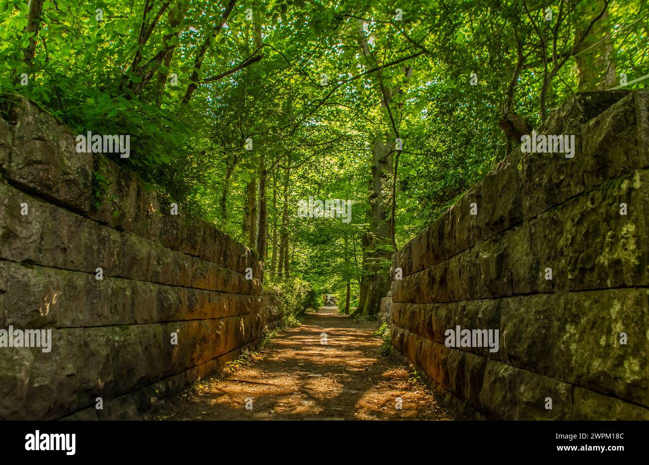 Tettoia verde all'inizio dell'estate presso il Conishead Priory, Ulverston, Cumbria, Inghilterra, Regno Unito, Europa Foto Stock