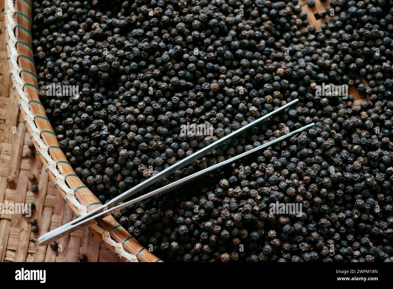 Famoso peperone nero Kampot, uno dei migliori peperoni al mondo, Pepper Farm, KEP, Cambogia, Indocina, sud-est asiatico, Asia Foto Stock