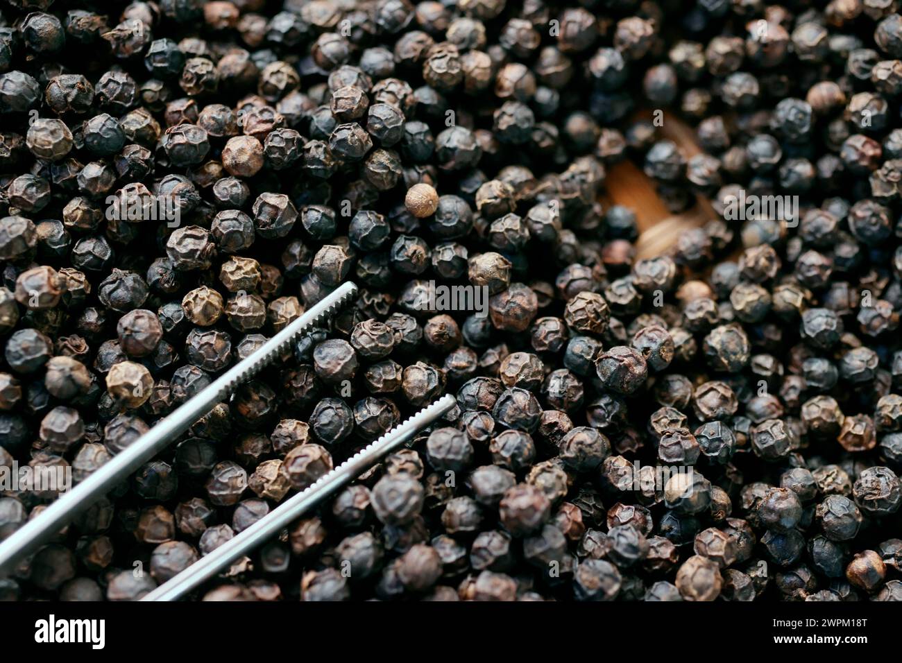 Famoso peperone nero Kampot, uno dei migliori peperoni al mondo, Pepper Farm, KEP, Cambogia, Indocina, sud-est asiatico, Asia Foto Stock