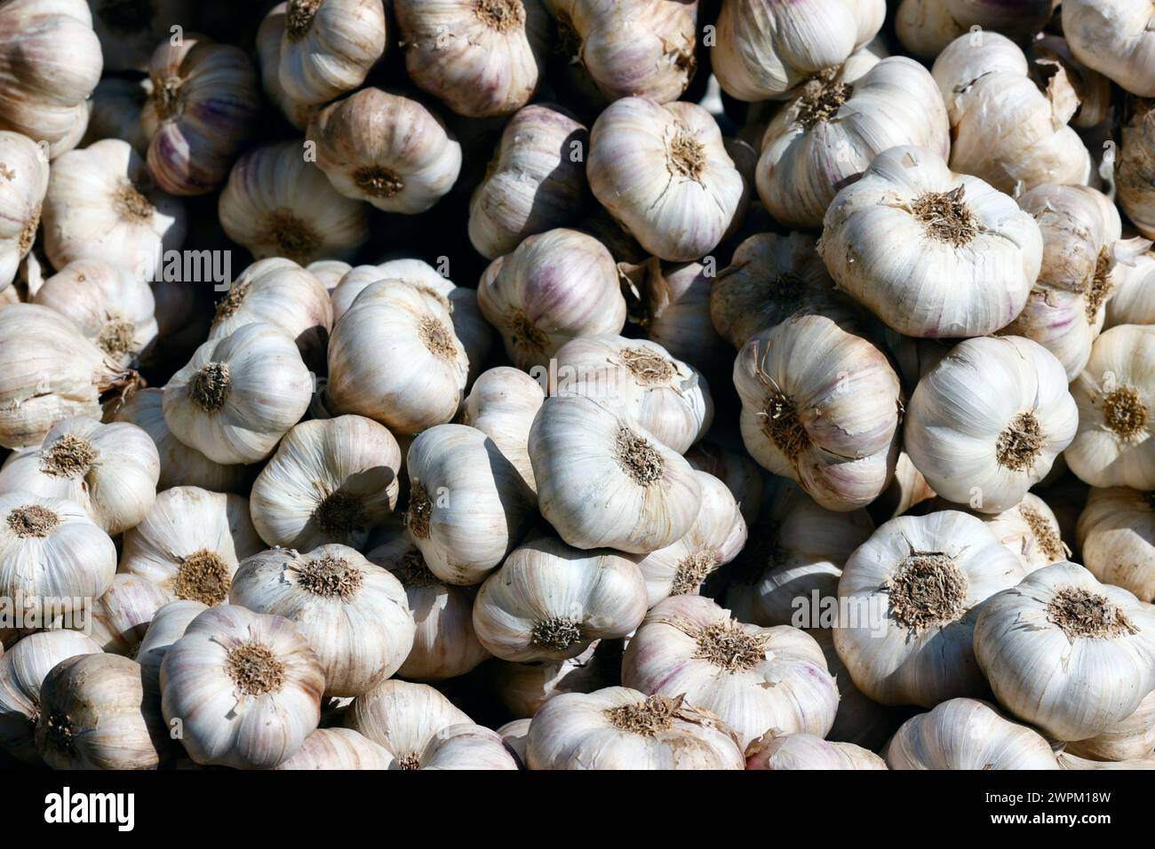 Aglio fresco in vendita al mercato, Saint Gervais, alta Savoia, Francia, Europa Foto Stock
