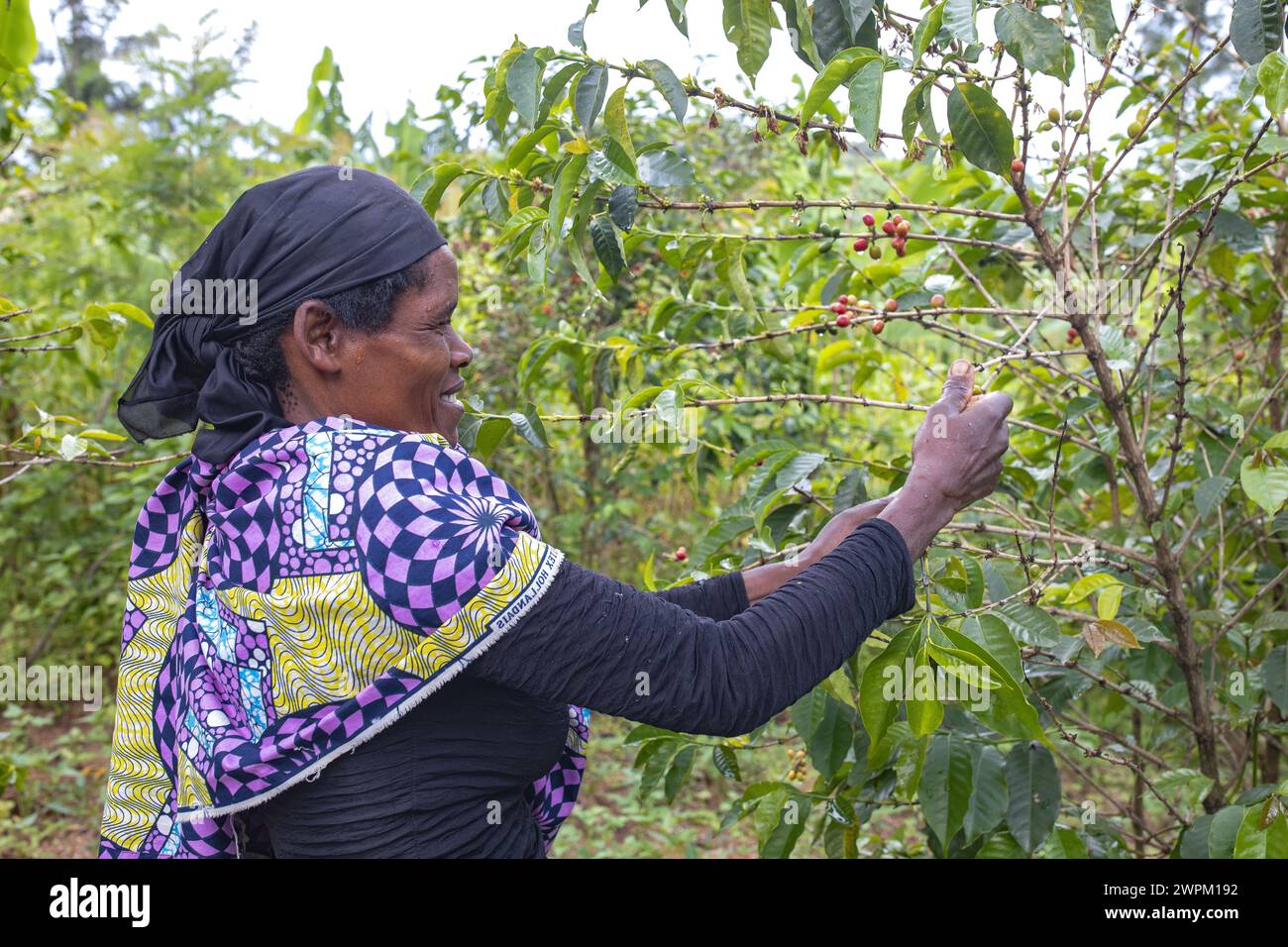 Raccolta dei chicchi di caffè nel Ruanda meridionale, Africa Foto Stock