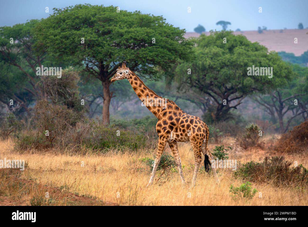 Giraffa Rothschild nel Parco Nazionale di Murchison Falls, Uganda, Africa Orientale, Africa Foto Stock