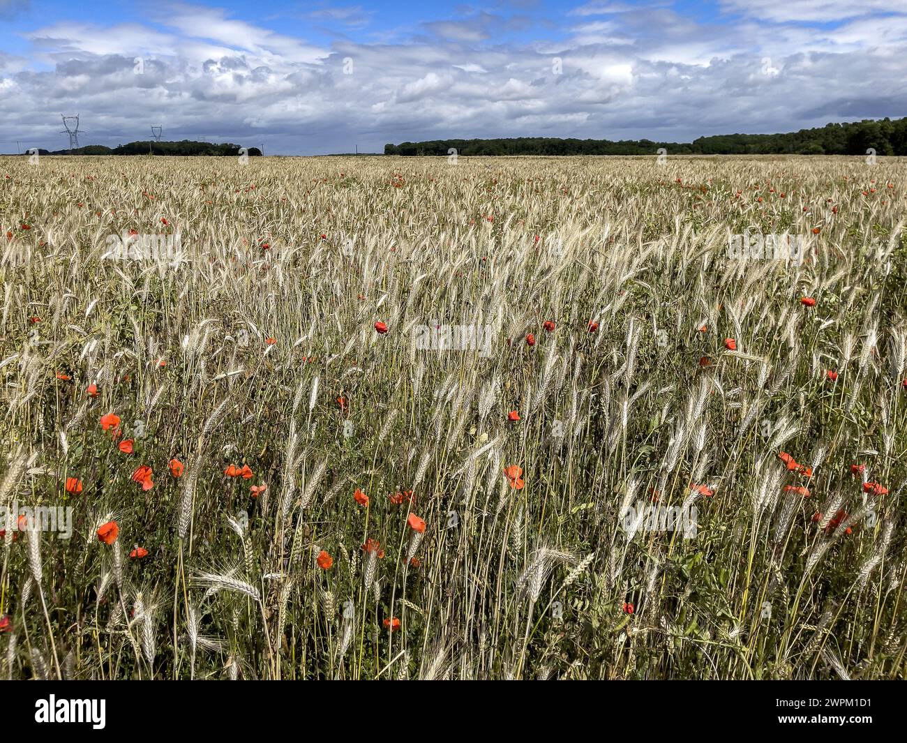 Campo di grano con papaveri in Eure, Normandia, Francia, Europa Foto Stock