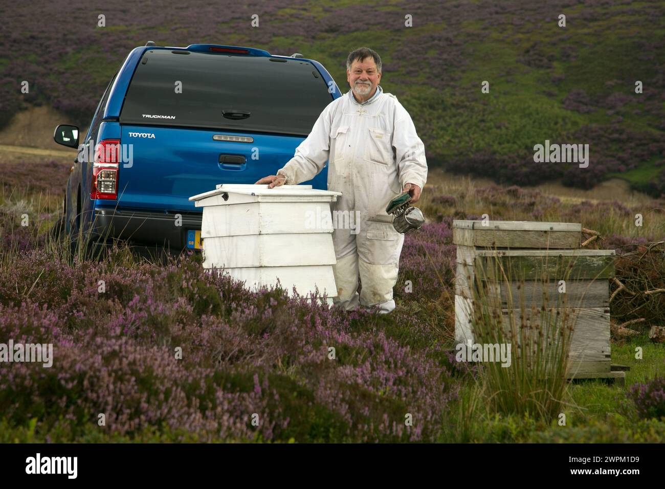 11/09/15 Un coltivatore di api usa la sua nuova Toyota Hilux per occuparsi del suo miele premium che produce alveari circondati da erica viola in un segreto, remoto, l Foto Stock