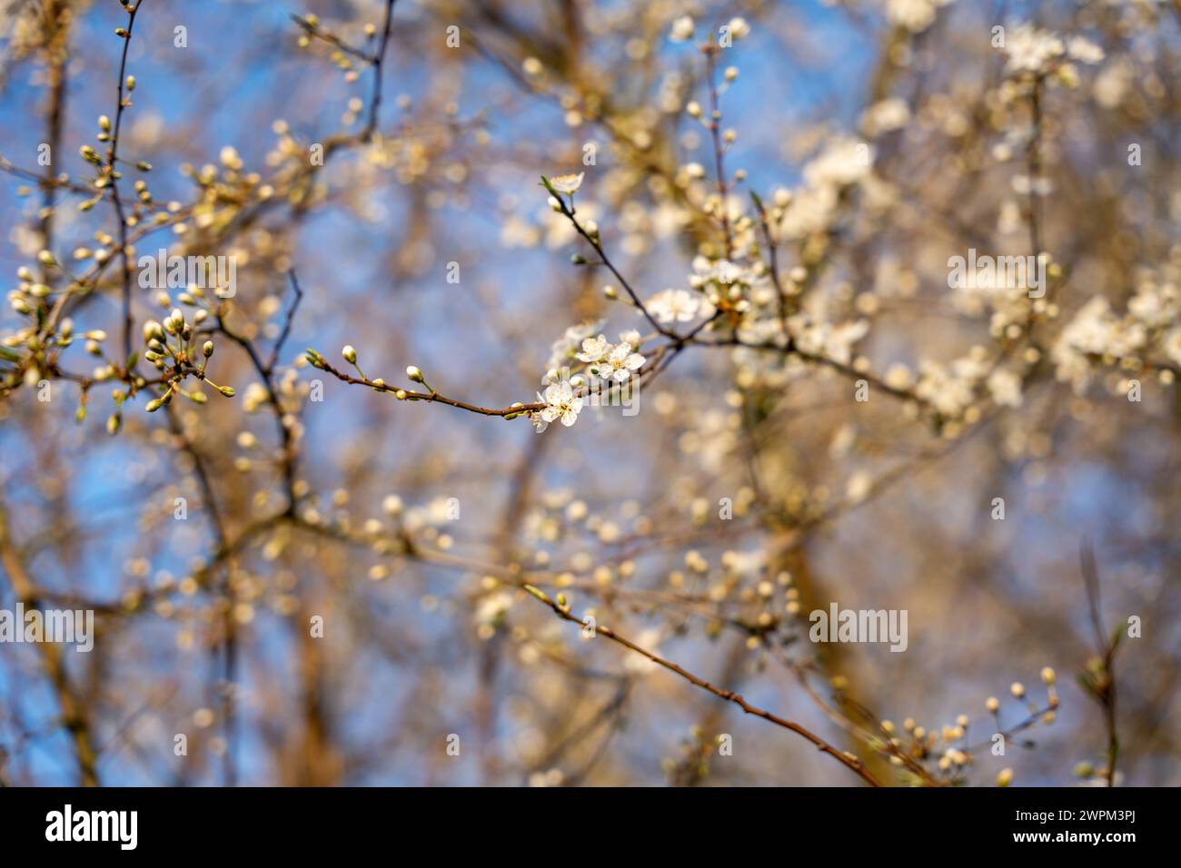 Fiori di mele selvatiche. Melo selvatico in fiore. Foto Stock