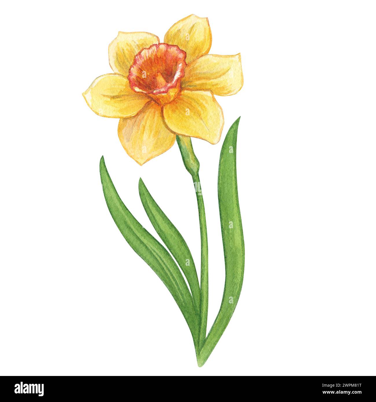 Narcidio giallo. Acquerello illustrazione disegnata a mano dei fiori primaverili del giardino. Clipart su sfondo bianco per biglietti d'auguri, inviti di nozze, p Foto Stock