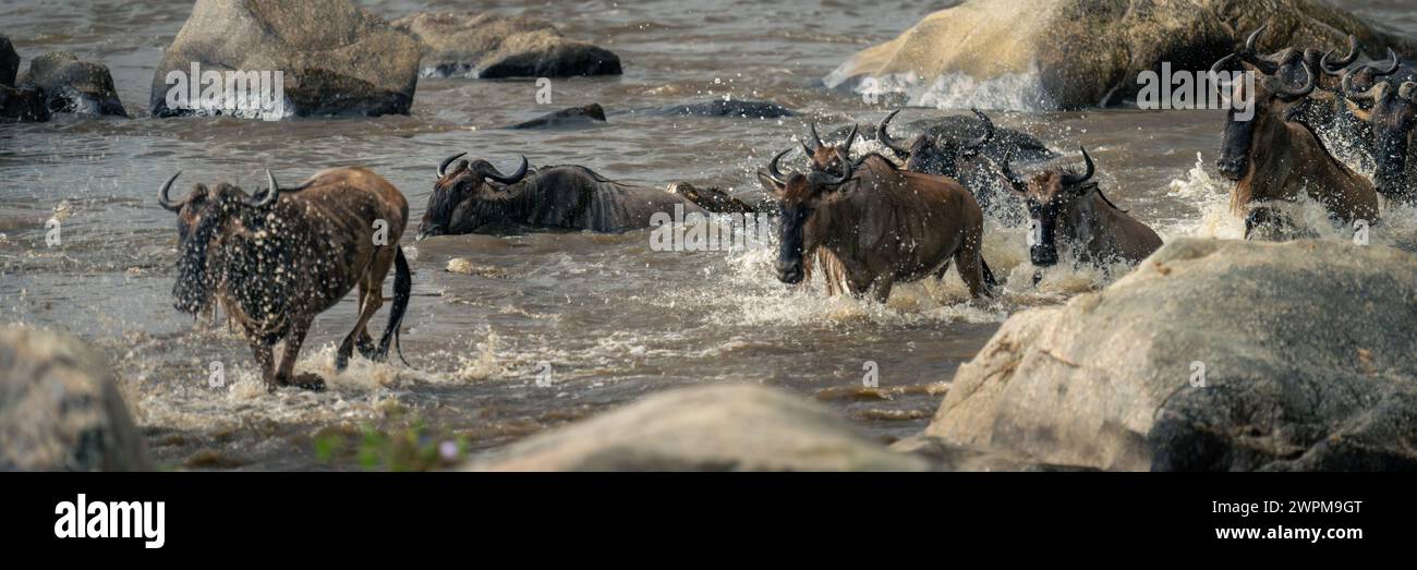 Panorama di GNU azzurro catturato da coccodrillo Foto Stock