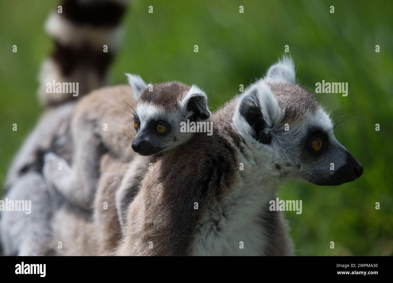 16/05/16 'amo mia mamma' tre piccoli lemuri di coda ad anello hanno iniziato per la prima volta oggi lezioni di arrampicata. I bambini di quattro settimane, nati giorni a parte Foto Stock