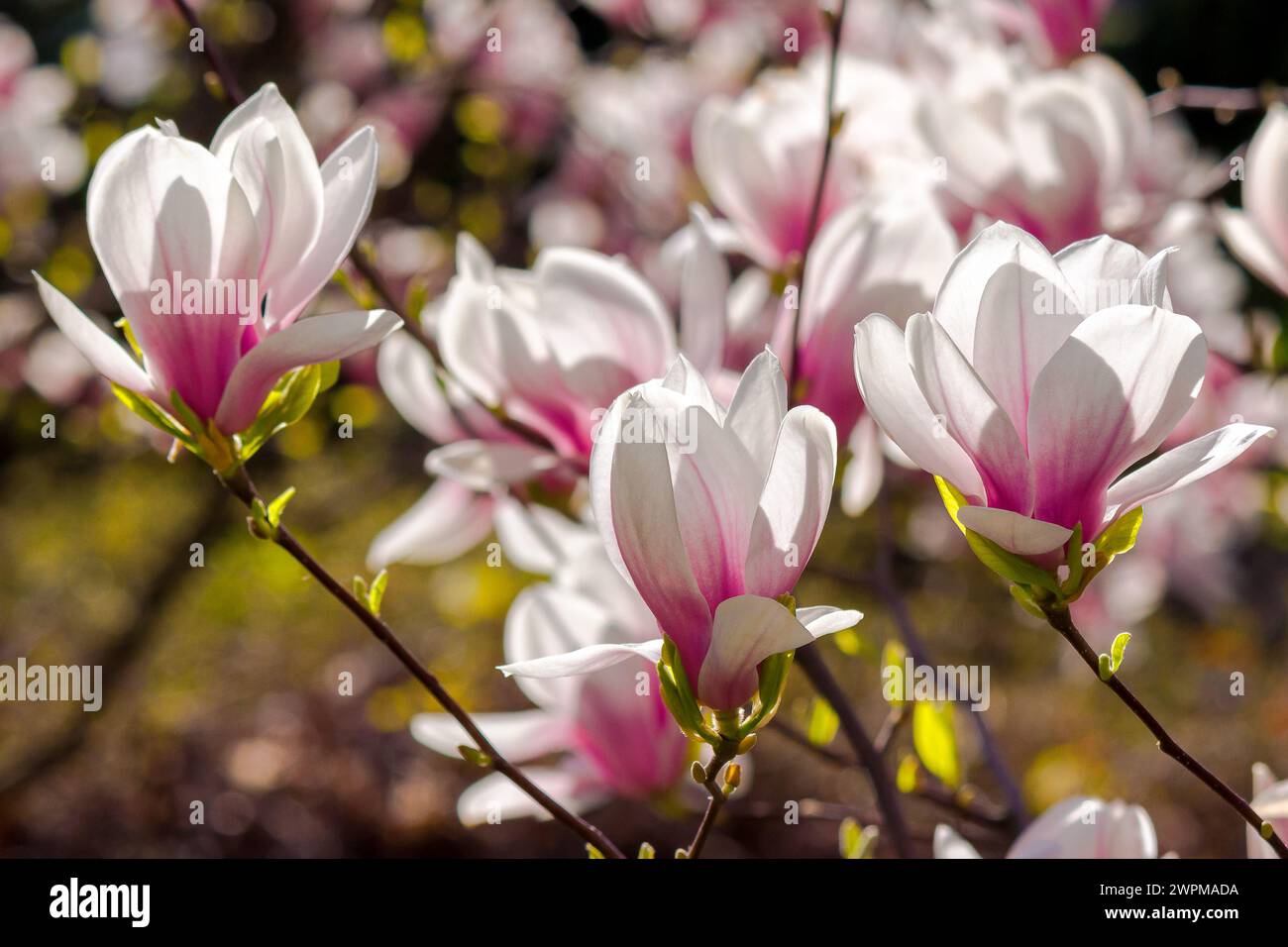 grandi fiori rosa di magnolia soulangeana albero in fiore. splendido sfondo naturale in primavera Foto Stock