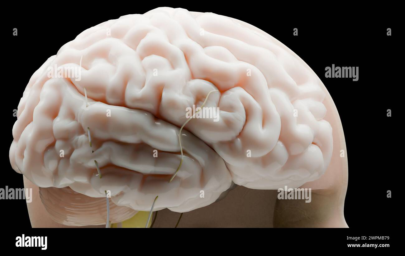 Anatomia del sistema nervoso del cervello umano, diagramma medico con nervi parasimpatici e simpatici. Medico accurato, sezione trasversale del cranio, bu sebacea Foto Stock