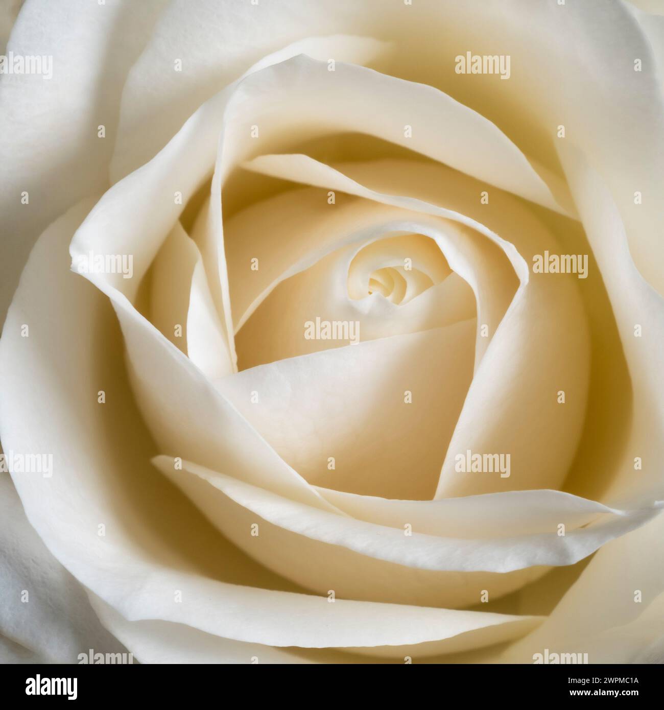 Primo piano dei petali centrali di una rosa bianca. Foto Stock