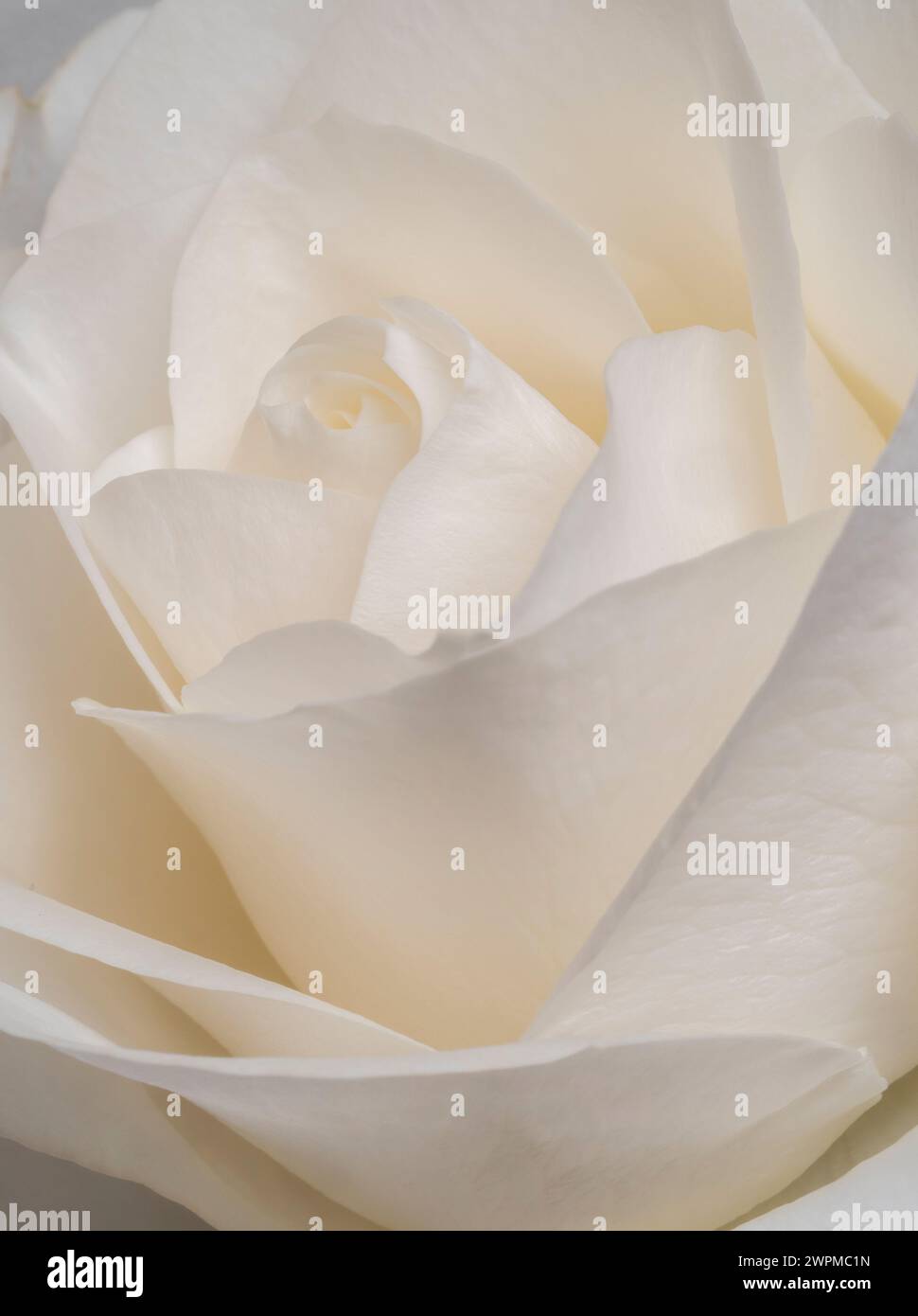 Primo piano dei petali centrali di una rosa bianca. Foto Stock