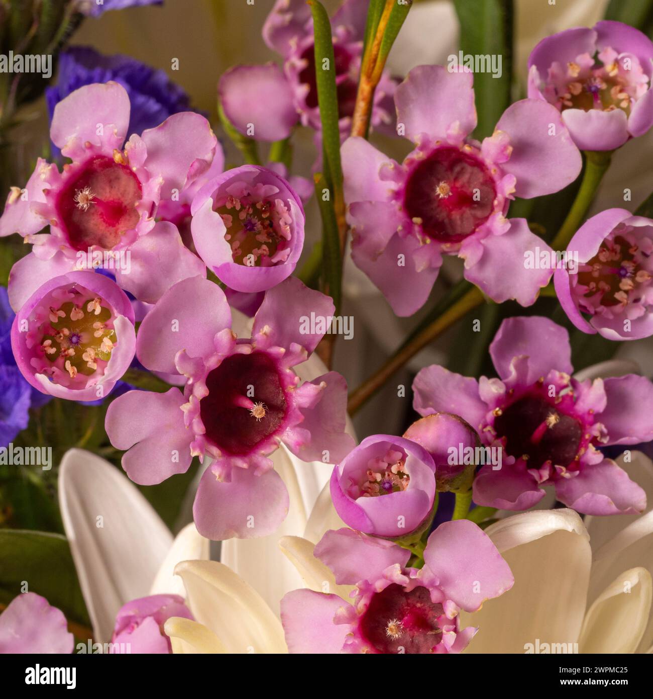 Primo piano di fiori di cera rosa pallido in un bouquet. Foto Stock