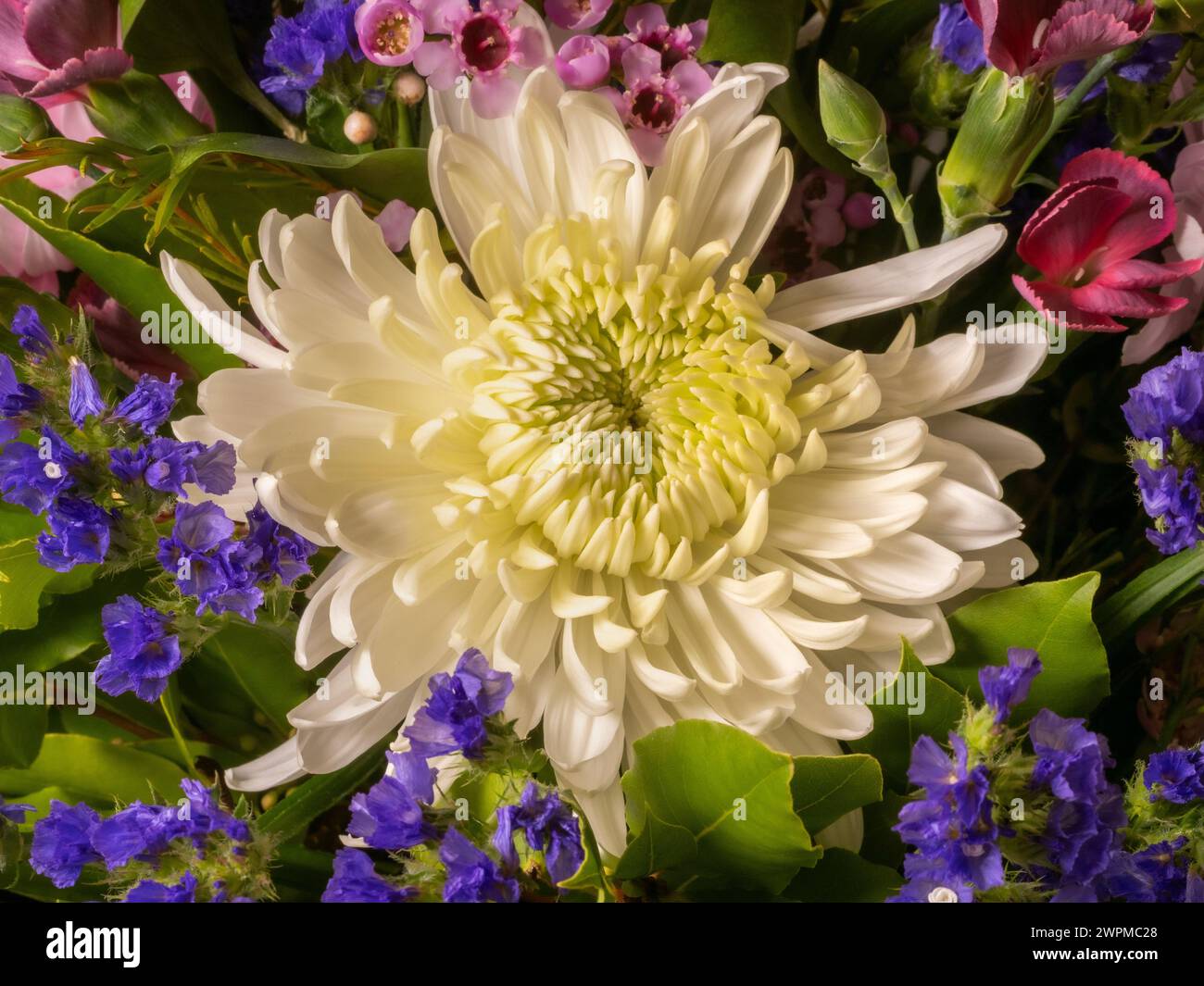 Primo piano di un fiore di crisantemo bianco in un bouquet. Foto Stock