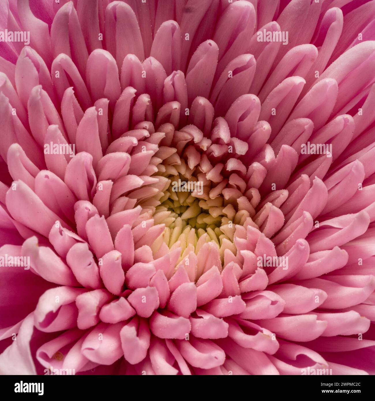 Primo piano dei petali centrali di un fiore di crisantemo rosa Foto Stock