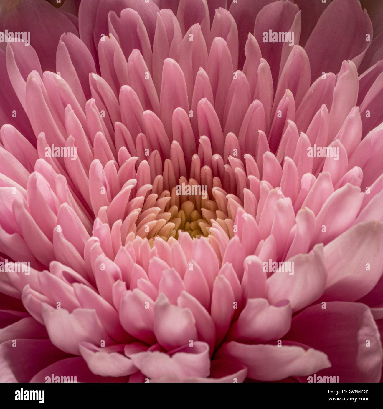 Primo piano dei petali centrali di un fiore di crisantemo rosa Foto Stock
