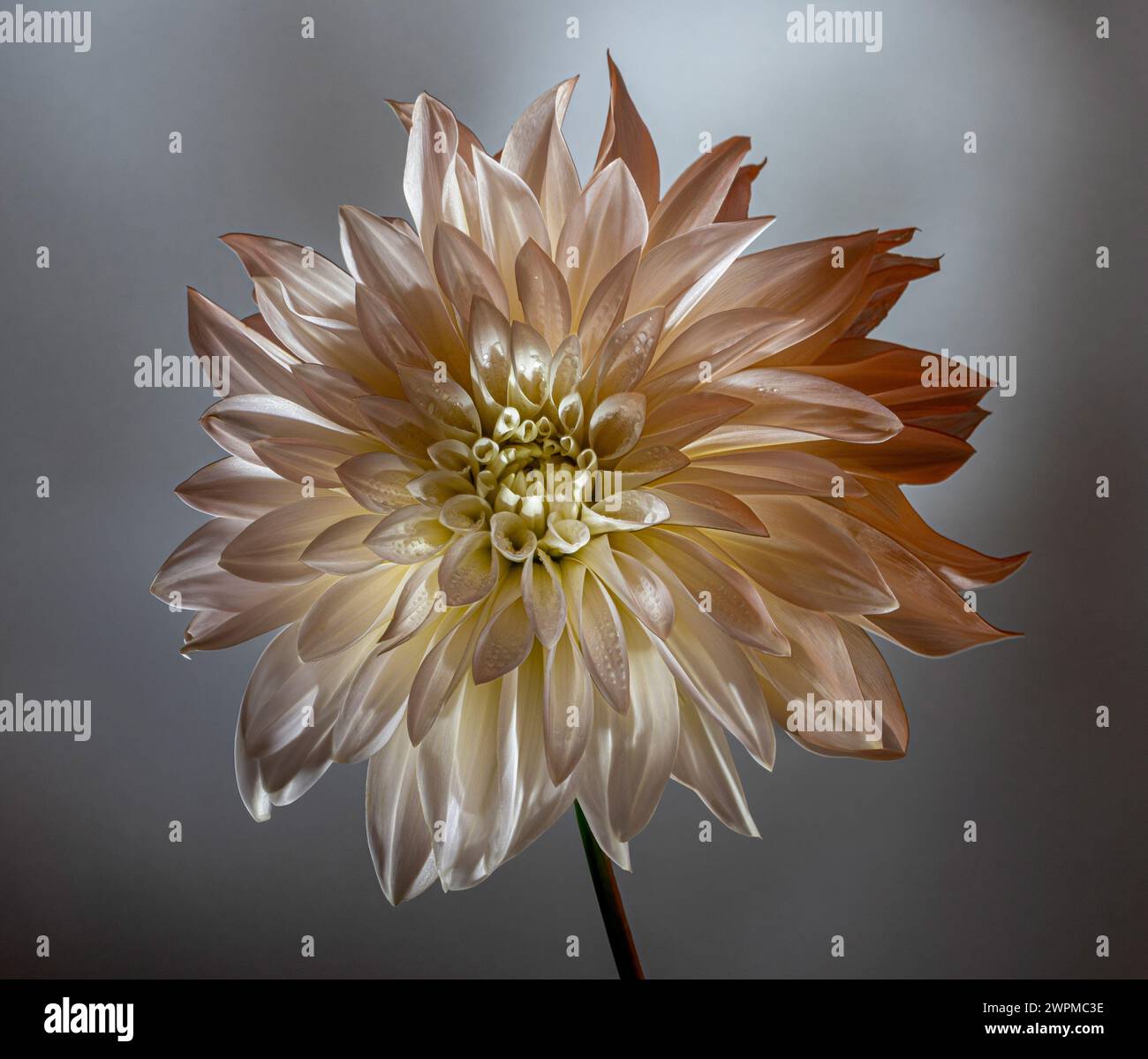 dahlia rosa pallido su sfondo grigio. Foto Stock