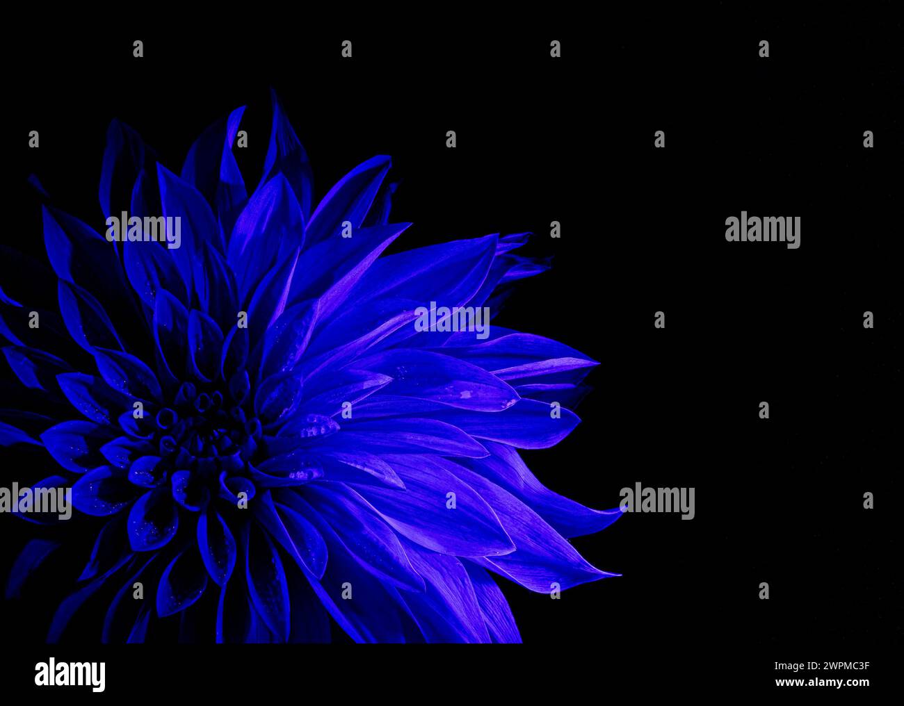 Primo piano del centro di un Cafe au lait dahlia illuminato per apparire blu su sfondo nero Foto Stock
