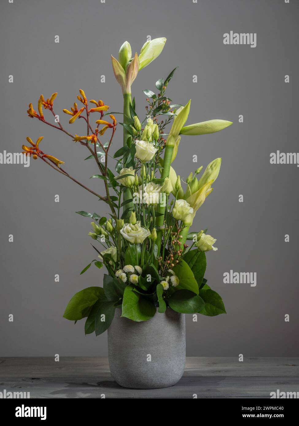 Composizione floreale di amaryllis giallo pallido, lisianto bianco, mini crisantemi e fiori di zampa di canguro in un contenitore di cemento. Foto Stock