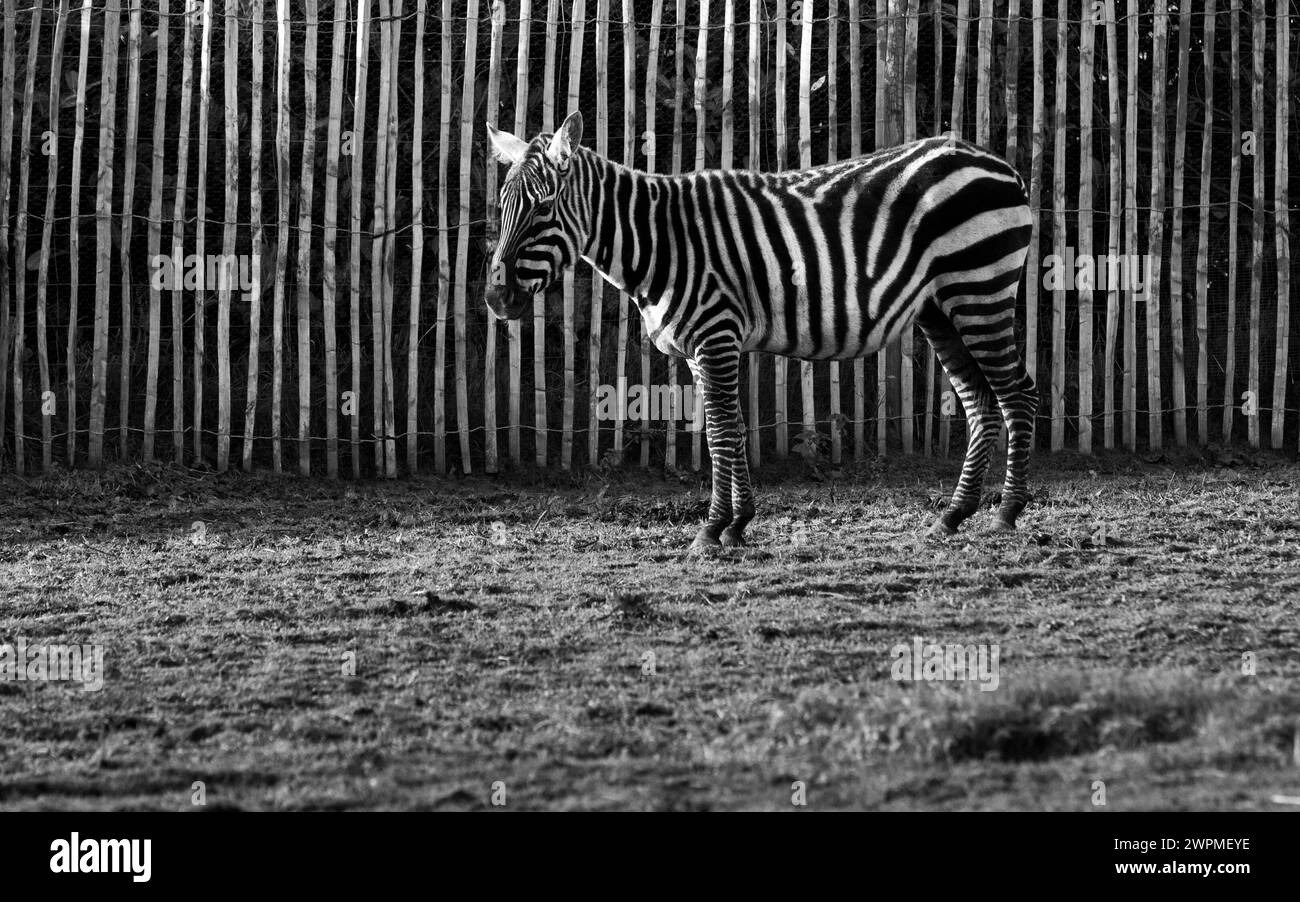 06/11/16 Una zebra mostra la sua maestria nell'arte del mimetismo al Peak Wildlife Park nello Staffordshire Moorlands vicino Leek. Tutti i diritti riservati Foto Stock