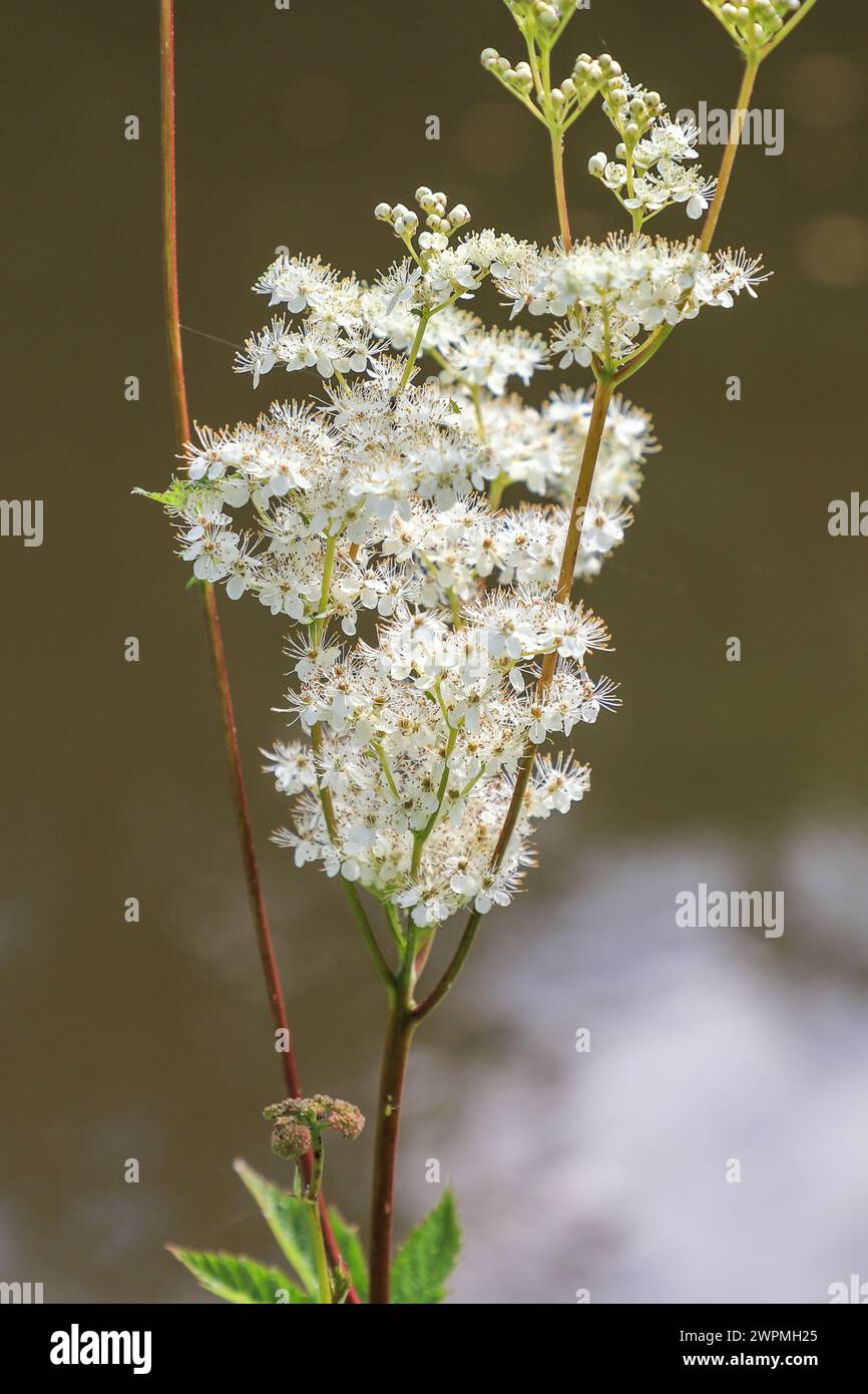 I fiori bianchi della pianta Meadowsweet, Meadow Sweet o Mead Wort (Filipendula ulmaria), Inghilterra, Regno Unito Foto Stock