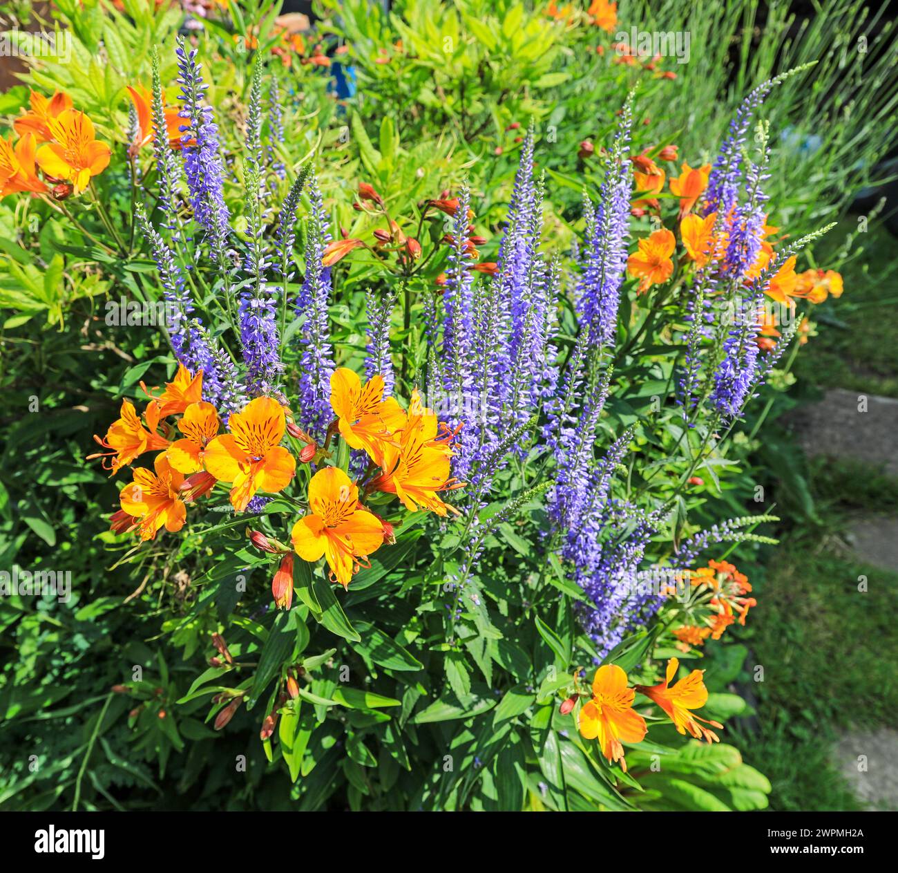 Alstroemeria, il giglio peruviano o giglio degli Inca e Veronica, chiamato anche fiori Speedwell in giardino confine, estate, luglio, Inghilterra, Regno Unito Foto Stock