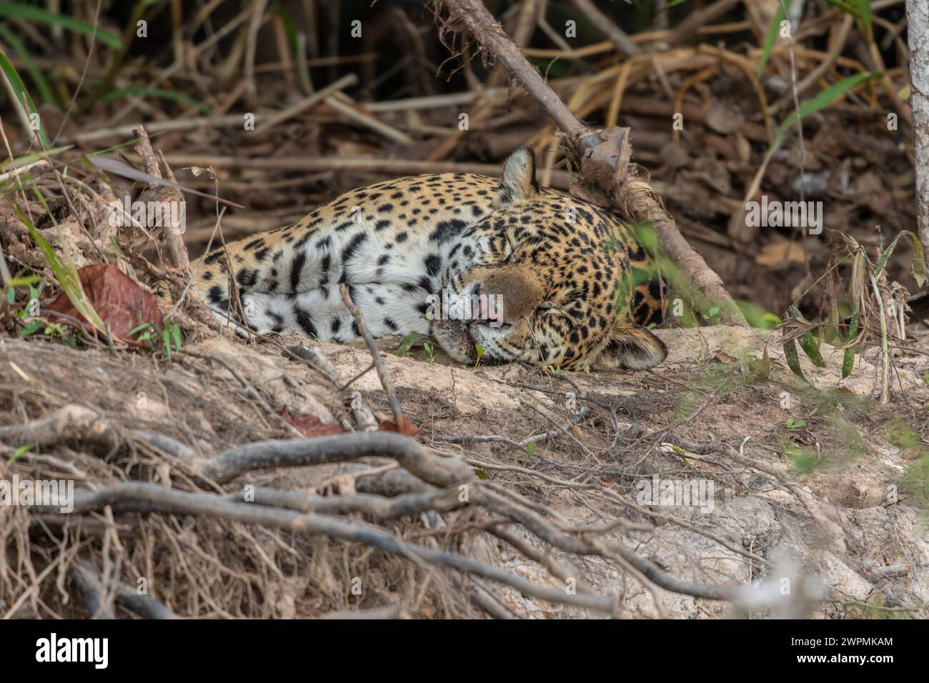 Jaguar dorme con gli occhi chiusi su una riva del fiume, paludi brasiliane, Pantanal, Brasile Foto Stock