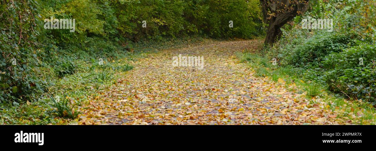 Weg mit Herbstlaub bedeckt, Nordrhein-Westfalen, Deutschland, Europa Foto Stock