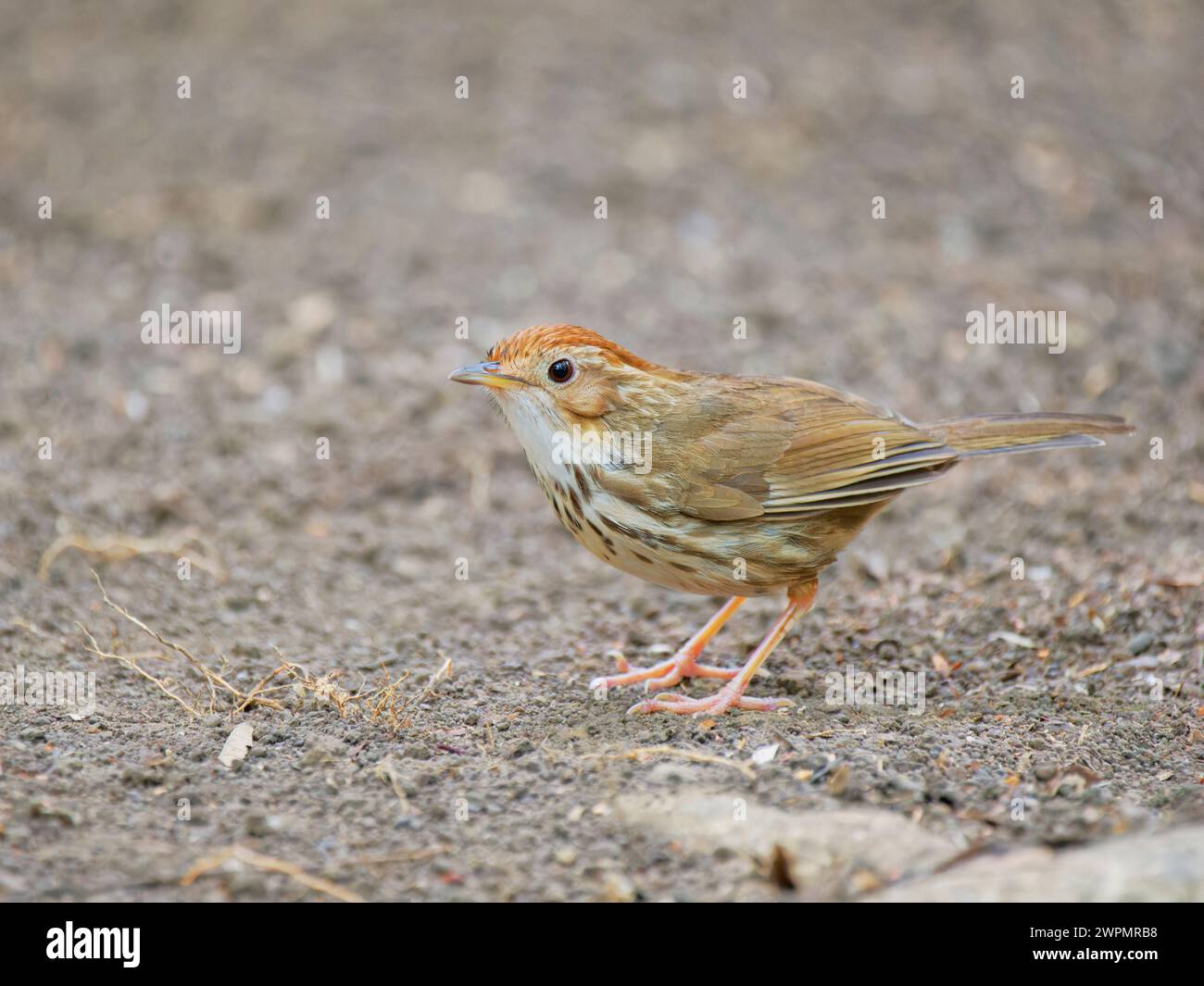 Puff Throated Babbler Pellorneum ruficeps Vietnam BI039588 Foto Stock