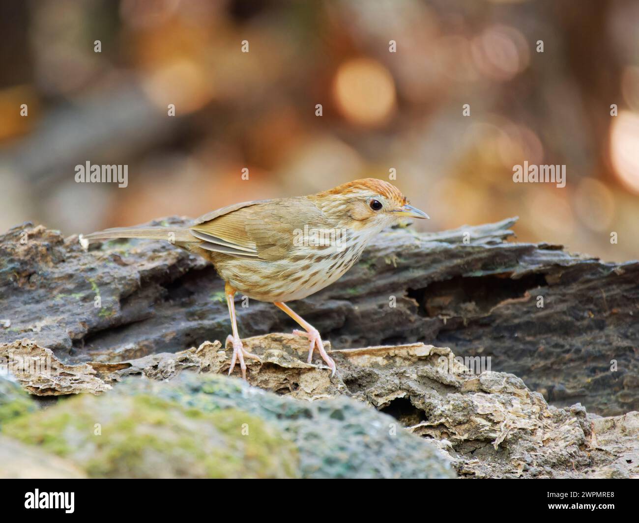 Puff Throated Babbler Pellorneum ruficeps Vietnam BI039593 Foto Stock