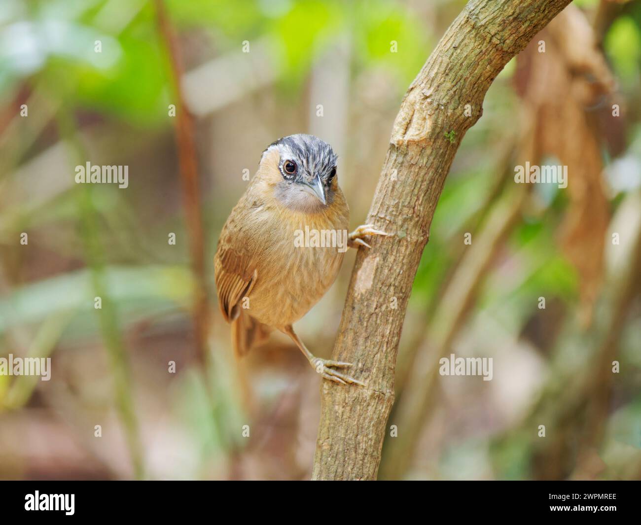 Grigia Throated Babbler Stachyris nigriceps da Lat, Vietnam BI039597 Foto Stock