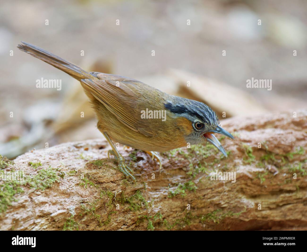 Grigia Throated Babbler Stachyris nigriceps da Lat, Vietnam BI039598 Foto Stock