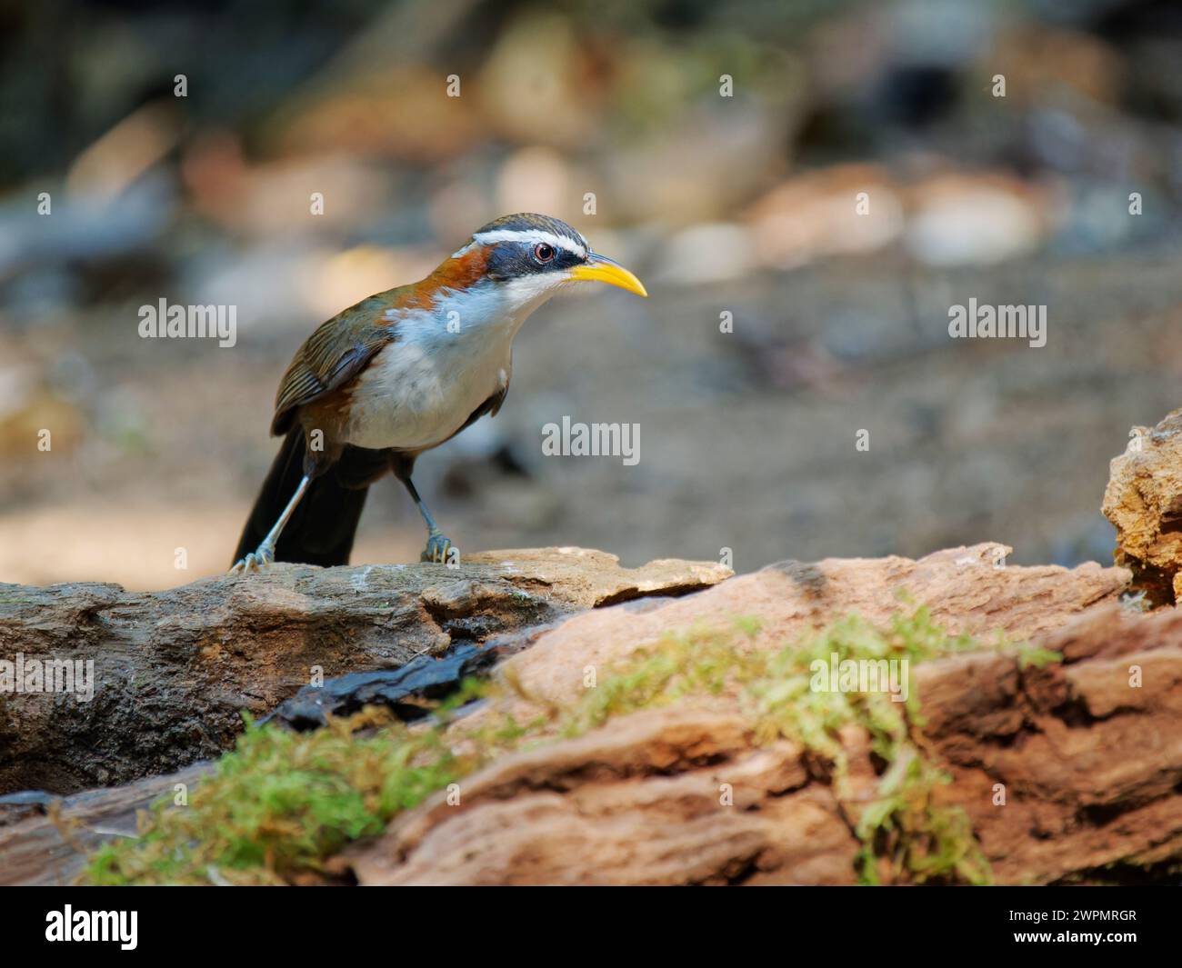 Scimitar Babbler Pomatorhinus schisticeps da Lat, Vietnam @fileNoExt Foto Stock