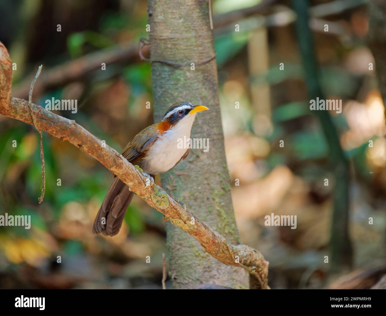 Scimitar Babbler Pomatorhinus schisticeps da Lat, Vietnam @fileNoExt Foto Stock