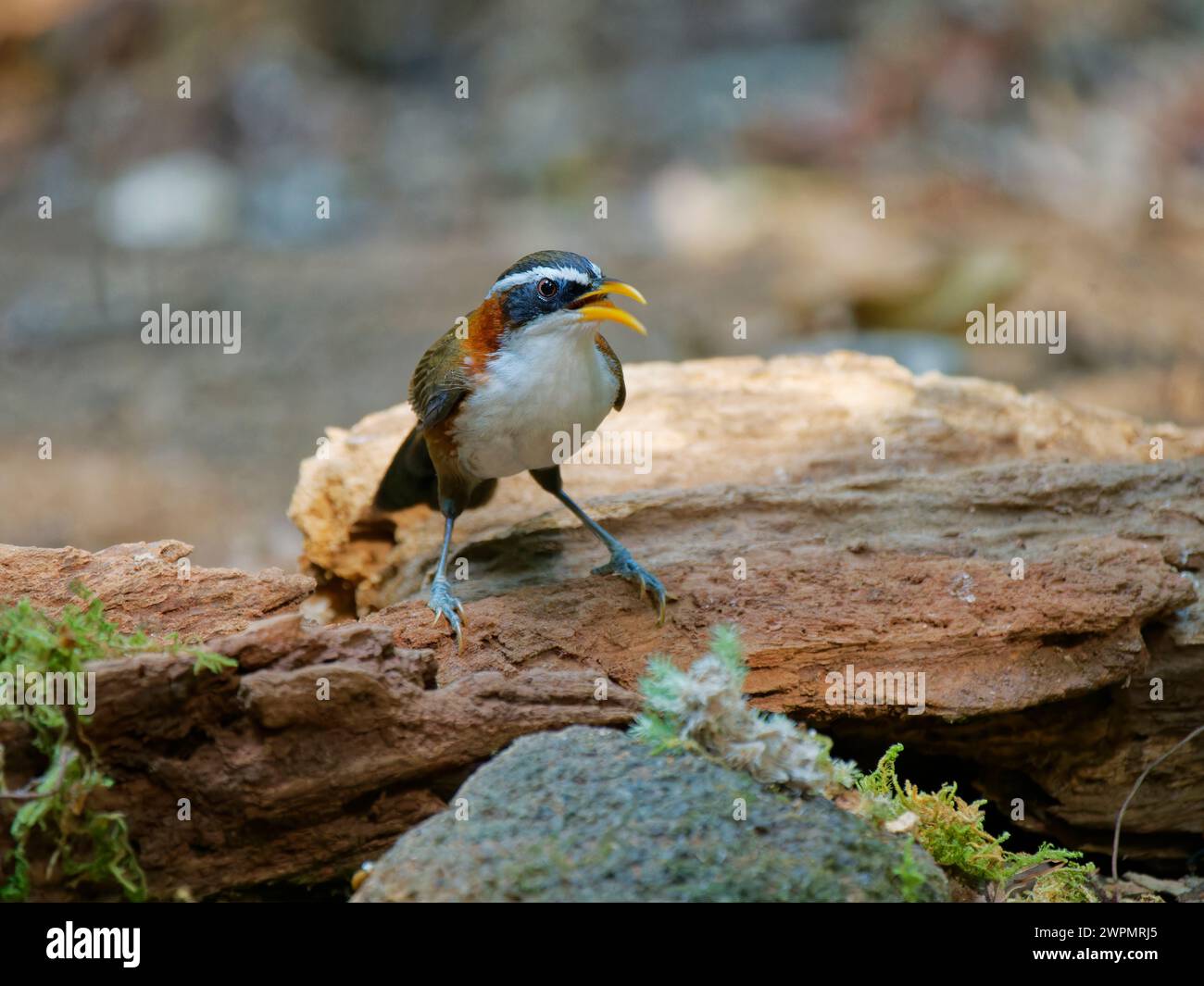Scimitar Babbler Pomatorhinus schisticeps da Lat, Vietnam @fileNoExt Foto Stock