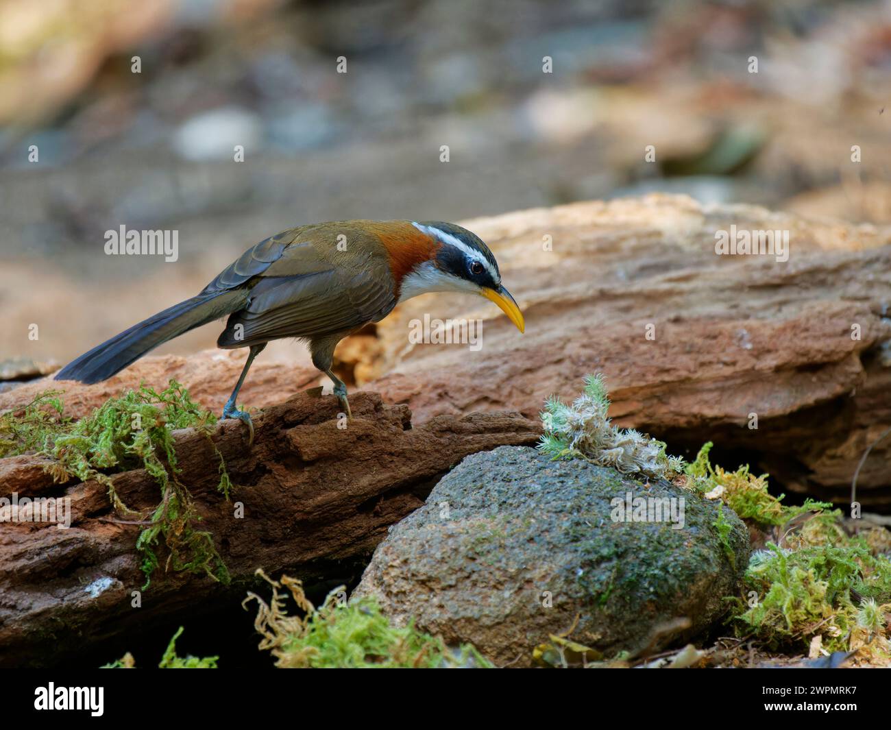 Scimitar Babbler Pomatorhinus schisticeps da Lat, Vietnam @fileNoExt Foto Stock