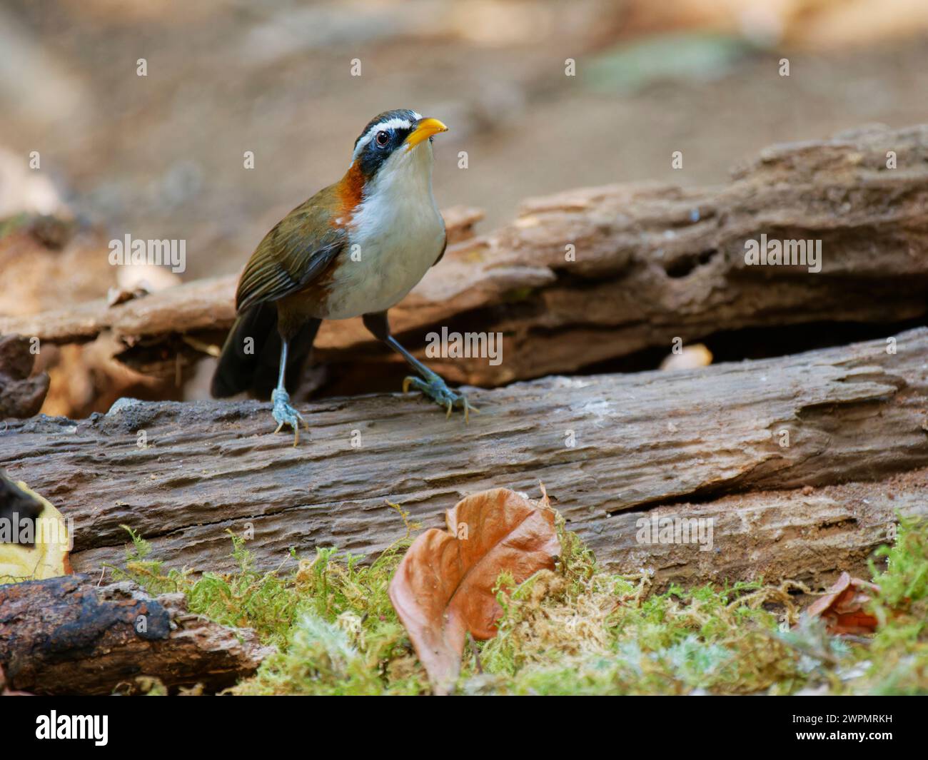 Scimitar Babbler Pomatorhinus schisticeps da Lat, Vietnam @fileNoExt Foto Stock