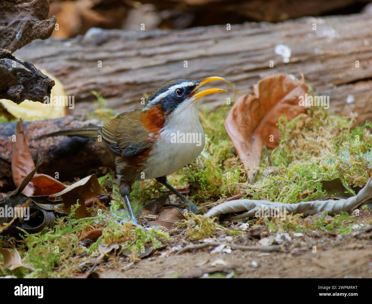 Scimitar Babbler Pomatorhinus schisticeps da Lat, Vietnam @fileNoExt Foto Stock