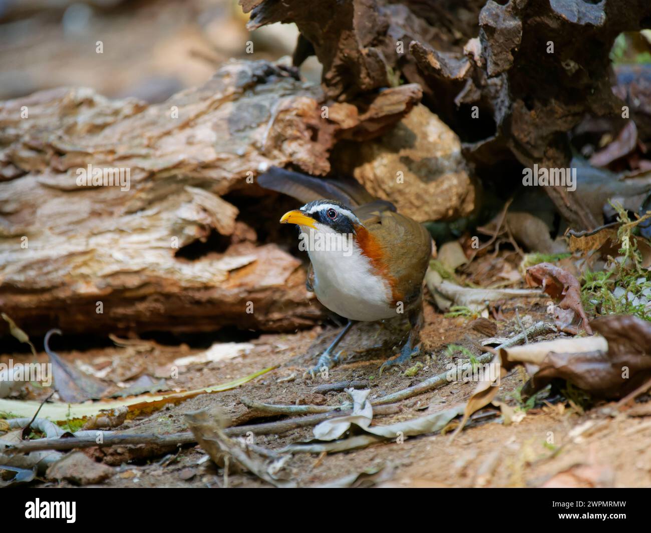 Scimitar Babbler Pomatorhinus schisticeps da Lat, Vietnam @fileNoExt Foto Stock