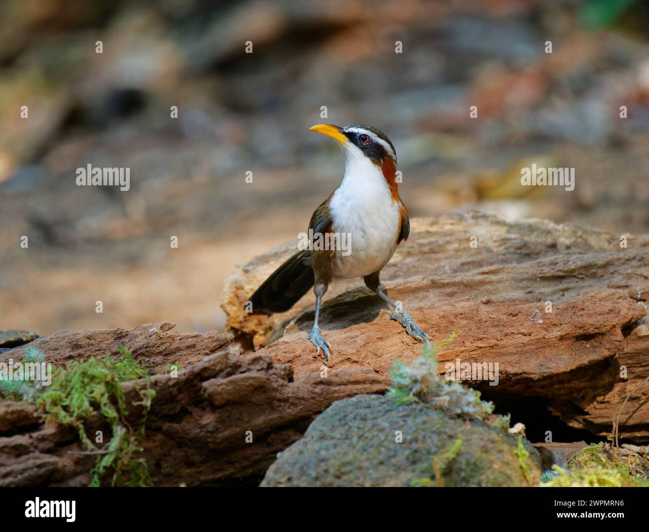 Scimitar Babbler Pomatorhinus schisticeps da Lat, Vietnam @fileNoExt Foto Stock
