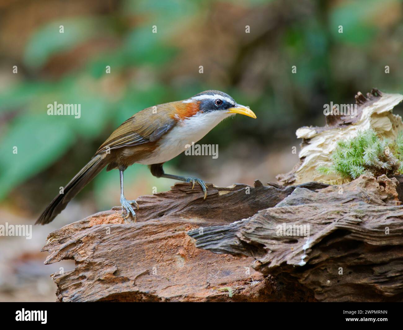 Scimitar Babbler Pomatorhinus schisticeps da Lat, Vietnam @fileNoExt Foto Stock