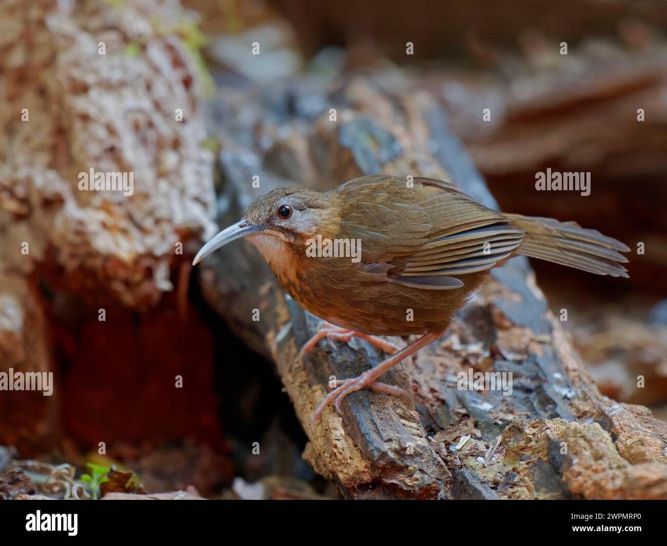 Bianco Throated Wren Babbler Napothera pasquieri da Lat, Vietnam BI039629 Foto Stock
