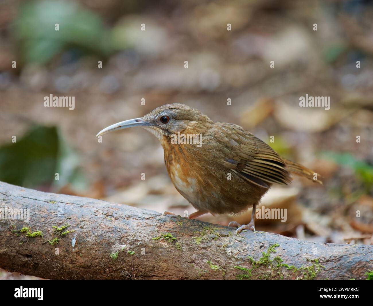Bianco Throated Wren Babbler Napothera pasquieri da Lat, Vietnam BI039630 Foto Stock