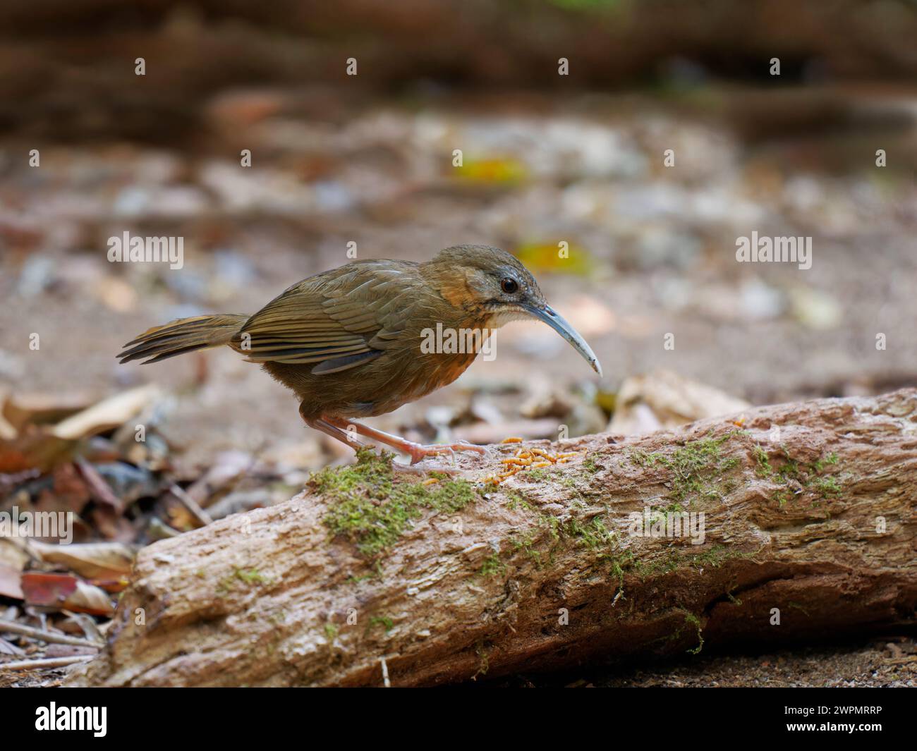 Bianco Throated Wren Babbler Napothera pasquieri da Lat, Vietnam BI039633 Foto Stock